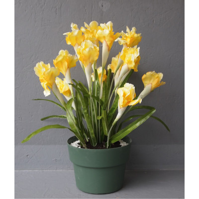 Pot iris