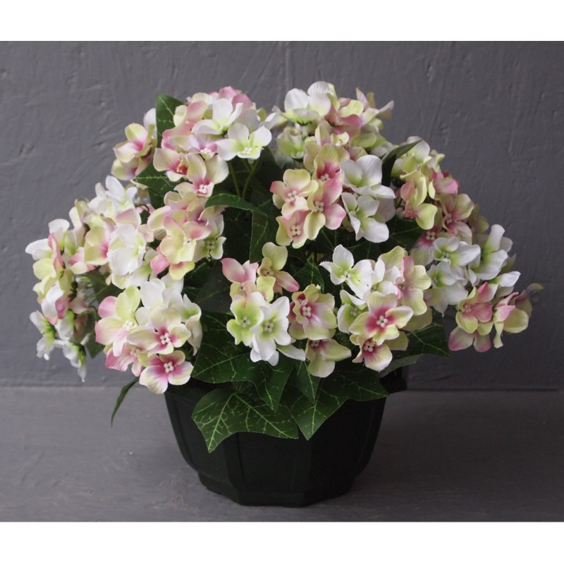 Coupe hortensia Coupe hortensia