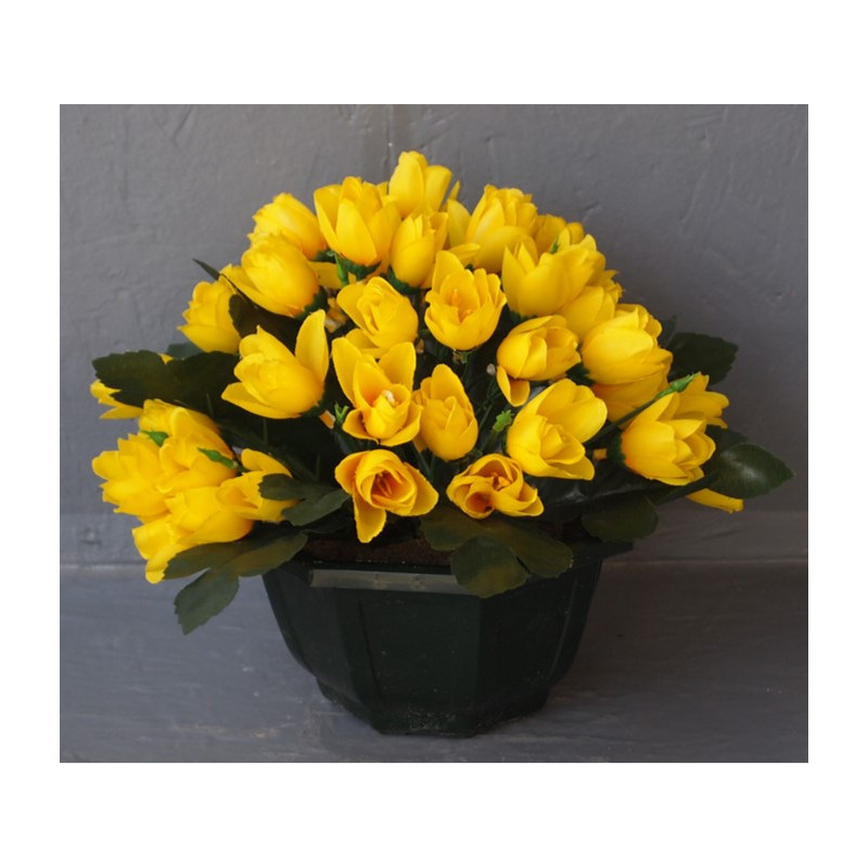 Coupe crocus