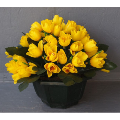 Coupe crocus