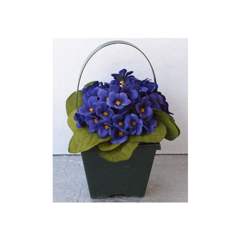 Coupe saint paulia Coupe saint paulia