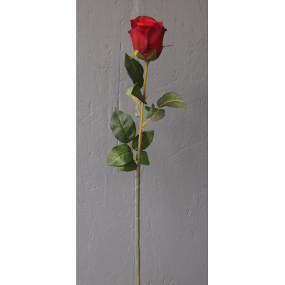 Rose gros bouton