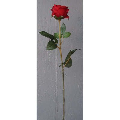 Rose ouverte