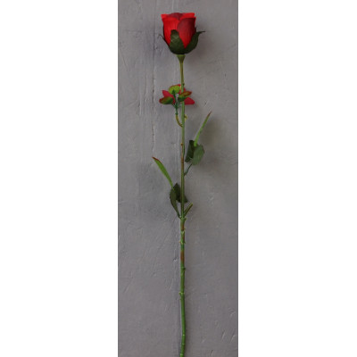Rose bouton