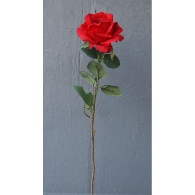 Rose épanouie