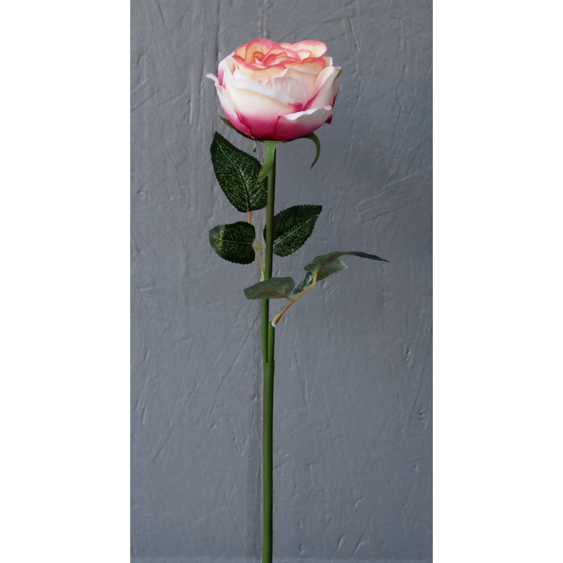 Rose pommée Rose pommée