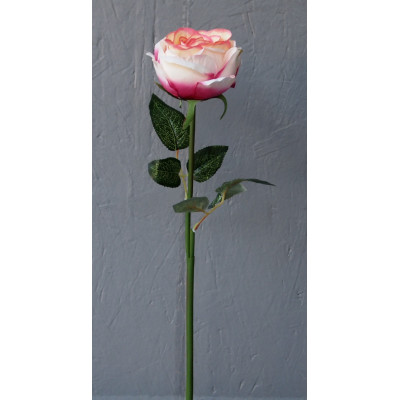 Rose pommée