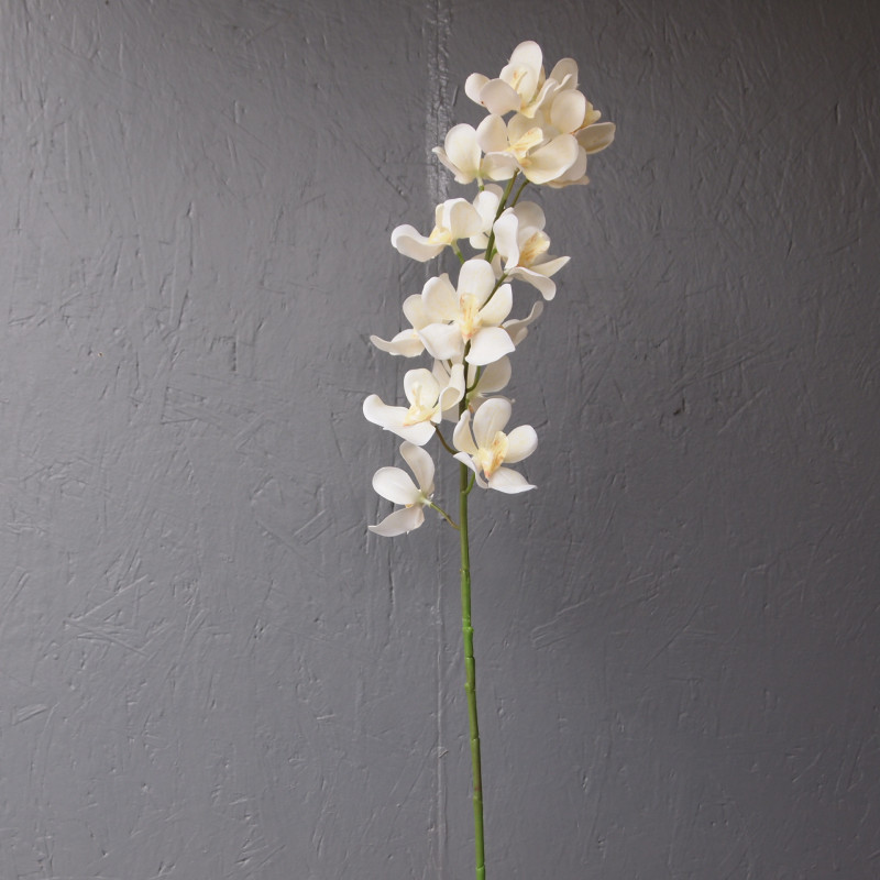 Dindrobium Dindrobium