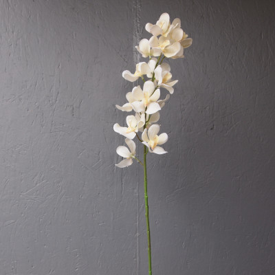 Dindrobium