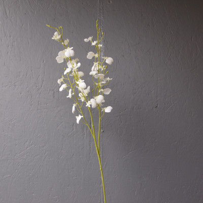Oncidium