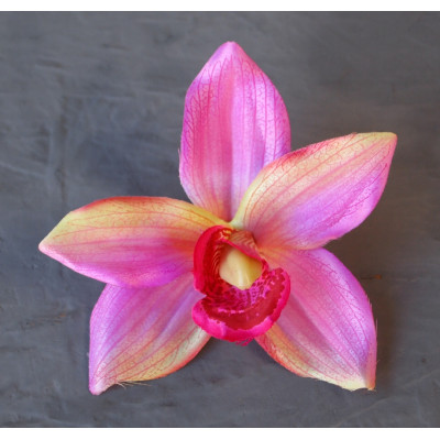 Fleuron cymbidium