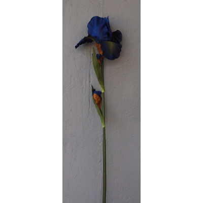 Gros iris