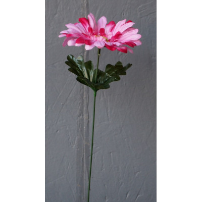 Gerbera sur tige