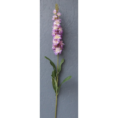 Delphinium