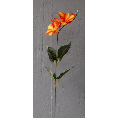 Freesias sur tige
