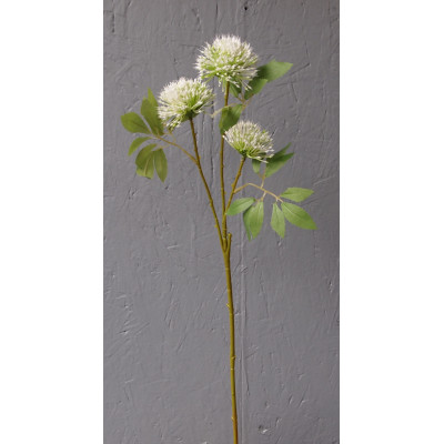 Albisia 3 branches