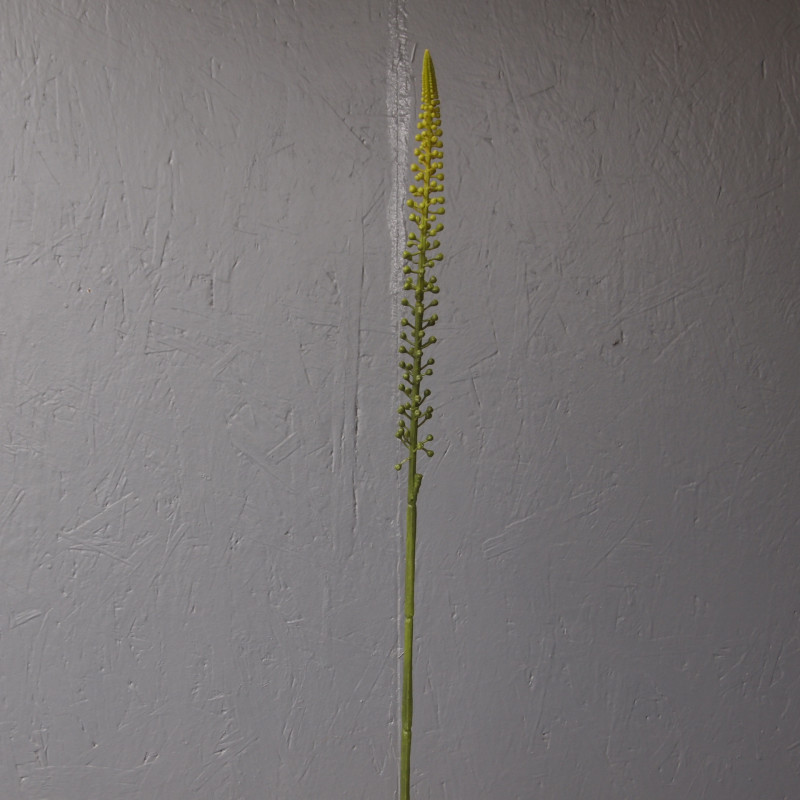 Eremurus Eremurus