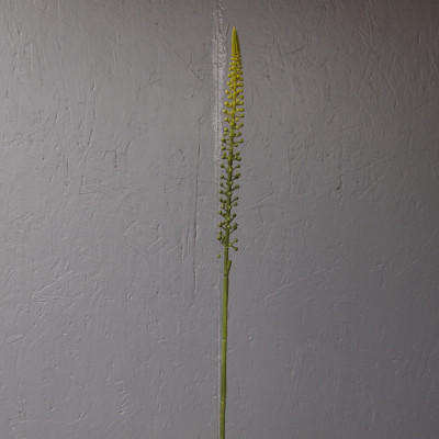 Eremurus