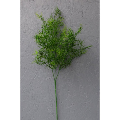Sprengeri