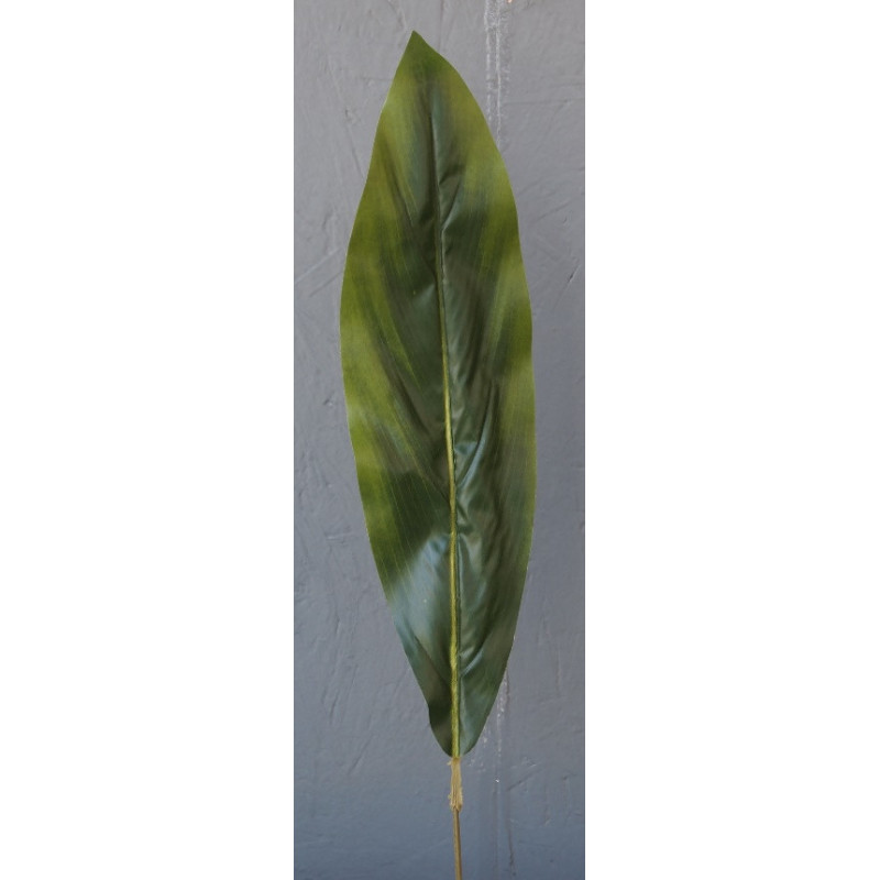 Feuille d'aspidistra Feuille d'aspidistra