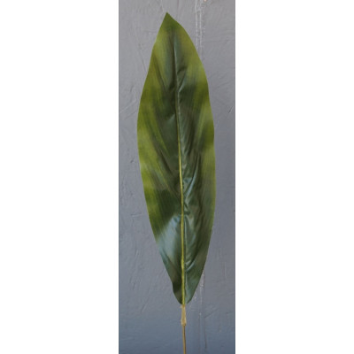 Feuille d'aspidistra
