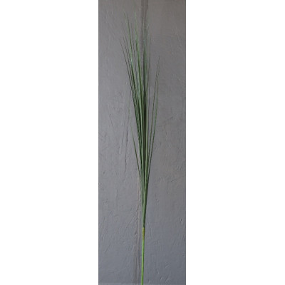 Herbe de savane