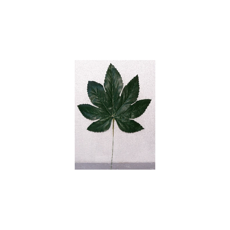 Feuille d'aralia Feuille d'aralia