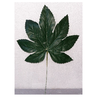 Feuille d'aralia