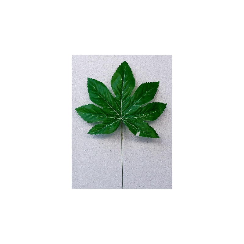 Petite feuille d'aralia Petite feuille d'aralia