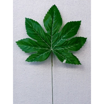 Petite feuille d'aralia
