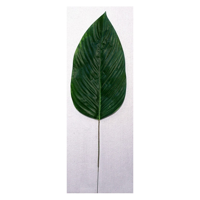 Feuille de canna Feuille de canna