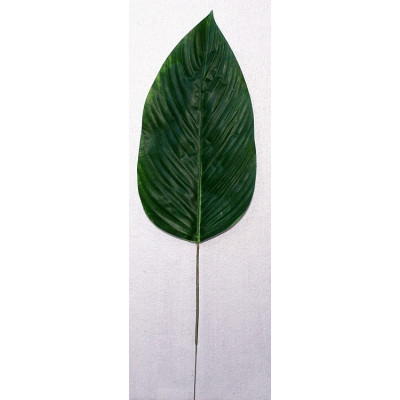 Feuille de canna