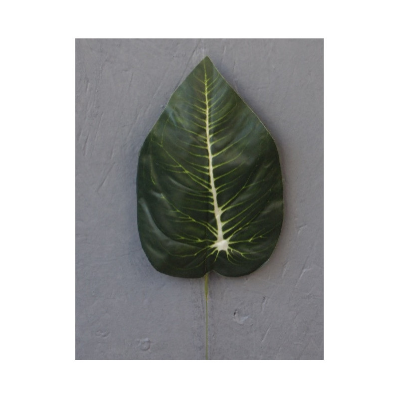 Feuille de Syngonium Feuille de Syngonium