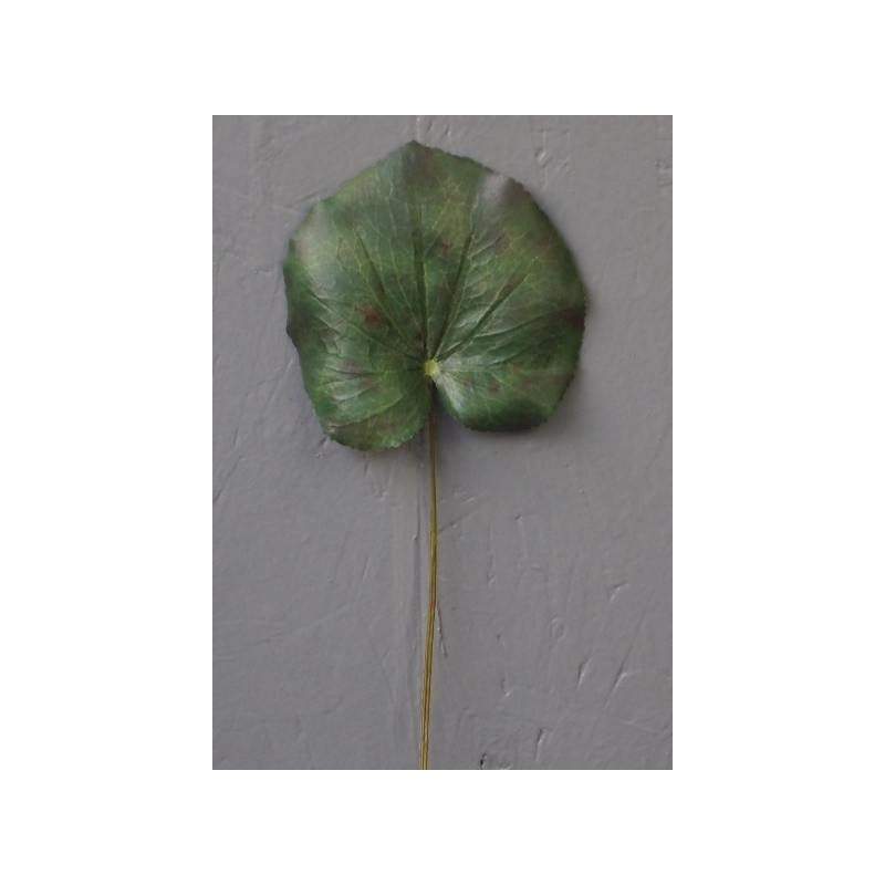 Feuille de galax Feuille de galax