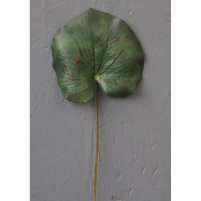 Feuille de galax