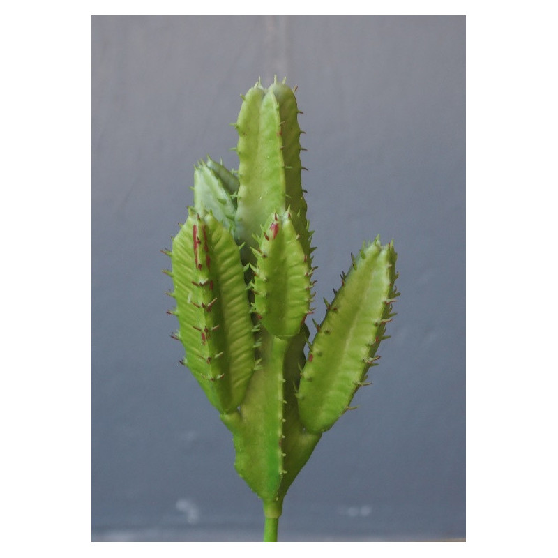 Erythréa Erythréa