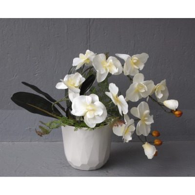 Coupe orchidées