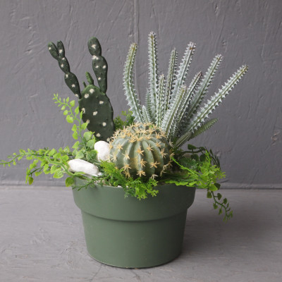 Pot cactus
