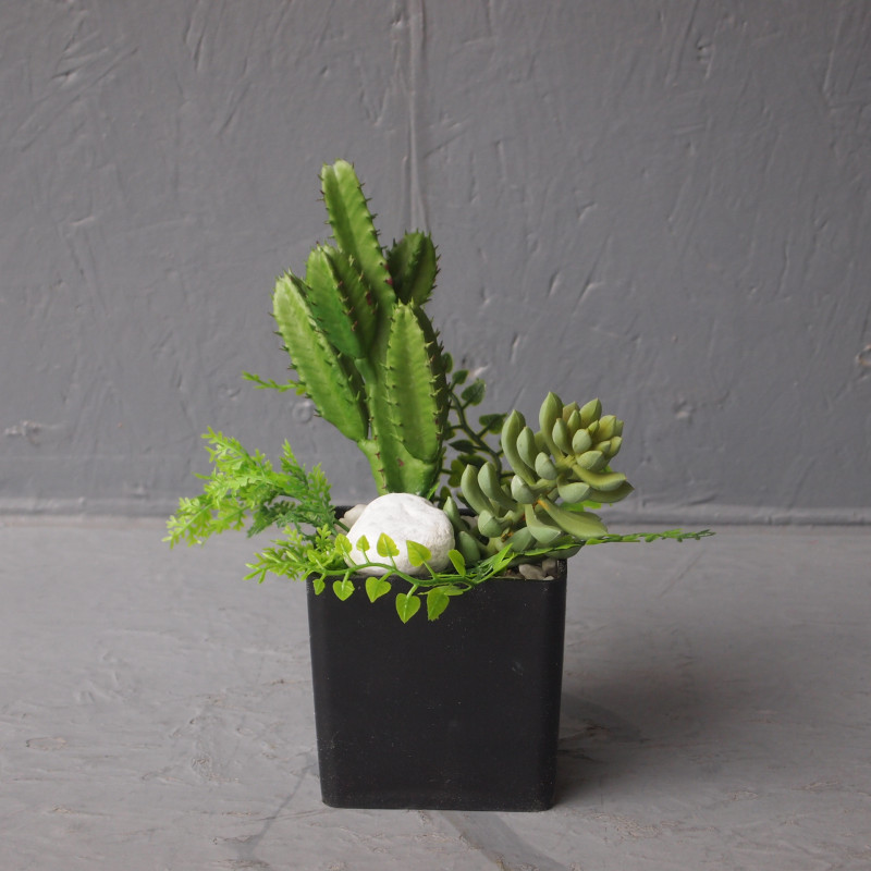 Mini pot cactus Mini pot cactus