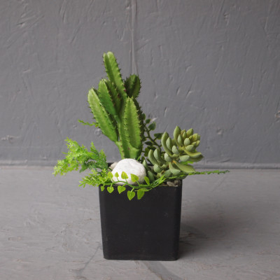 Mini pot cactus