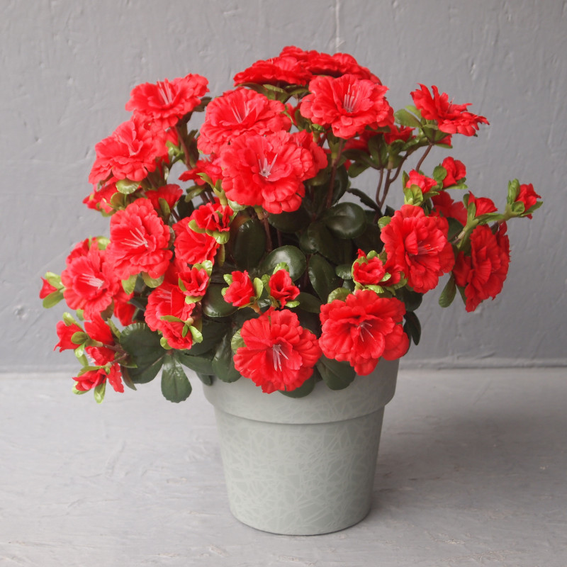 Pot azalée