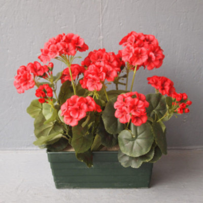 Jardinière géranium