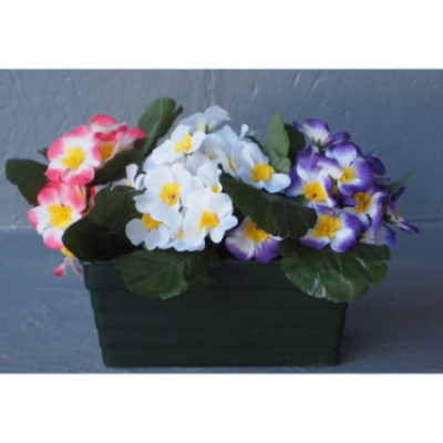 Jardinière primevère