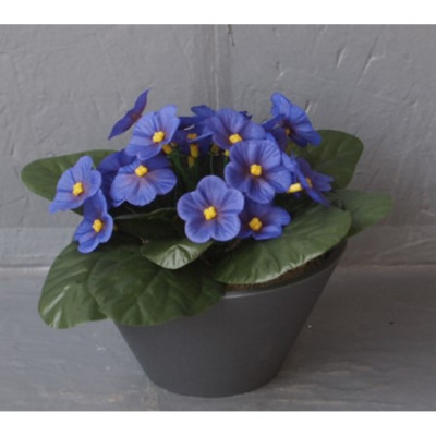 Mini coupe saint paulia