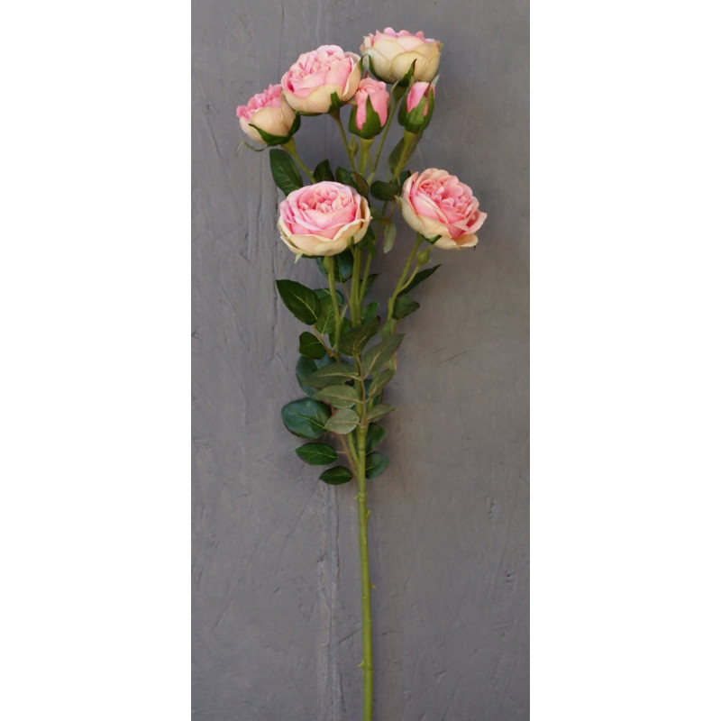 Rose branchue 5 fleurs et 2 boutons