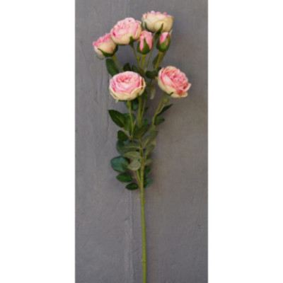 Rose branchue 5 fleurs et 2 boutons