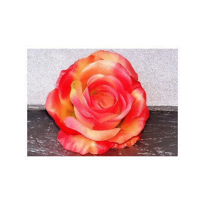 Grosse rose épanouie