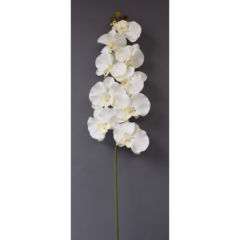 Gros phalaénopsis 9 fleurons