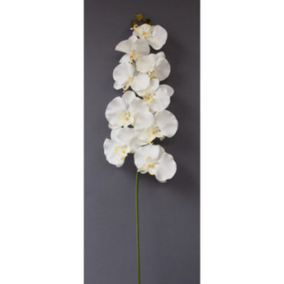 Gros phalaénopsis 9 fleurons