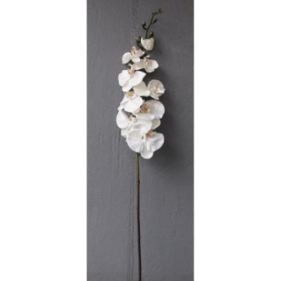 Phalaénopsis 8 fleurons